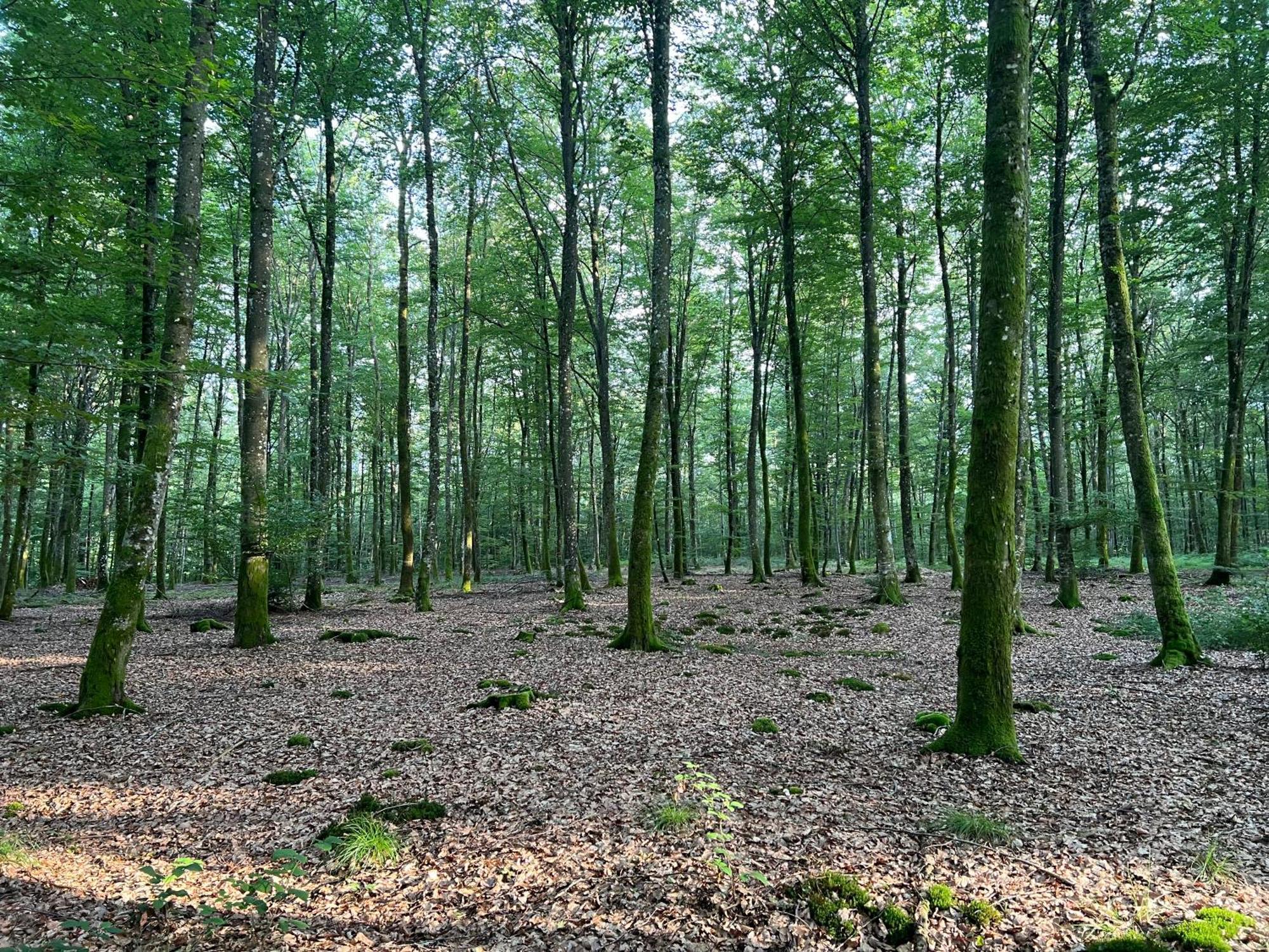 Aux Songes D'Elise Lägenhet Belmont  Exteriör bild